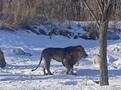 -北京野生动物园