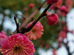 -苏州上方山国家森林公园