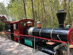 -合肥滨湖国家森林公园