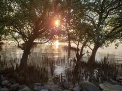 -宝安西湾红树林湿地公园