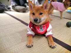 -逗柴咖啡屋·狗咖猫咖宠物桌游
