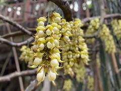 -中国科学院华南植物园