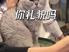 -猫儿山۰猫主题餐厅