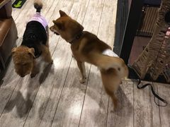 -百好乐宠物友好餐厅(朝外大街店)