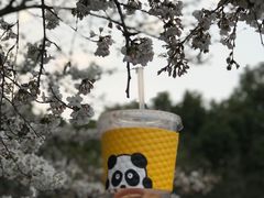 檸檬冰茶-熊猫一间店欧式奶茶铺