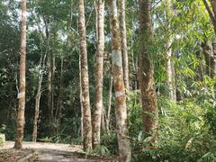 -海南热带雨林国家公园吊罗山景区