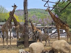 -大连森林动物园