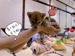 -逗柴咖啡屋·狗咖猫咖宠物桌游