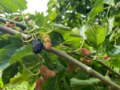 -御林古桑园