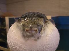 -天正河鲀·河豚亭(大连店)