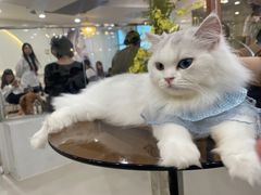 -共舞时光猫咖·狗咖(新街口店)
