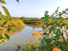 -花开海上生态园