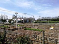 -上海长兴岛郊野公园