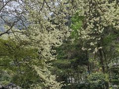 -花岩国家森林公园