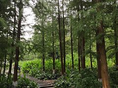-重庆彩云湖湿地公园