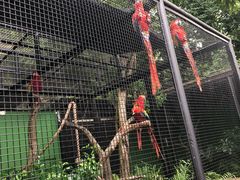 -新加坡飞禽公园