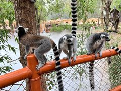 -北京野生动物园