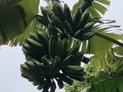 -云溪植物园