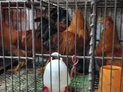 -清新一盅正宗清远鸡(环城路店)