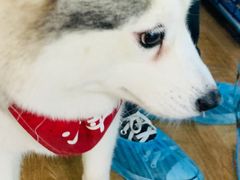 -Husky Go! 哈士奇体验馆·宠物咖啡厅狗咖