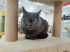 -喵园·猫主题咖啡厅·撸猫·猫咖(国贸店)