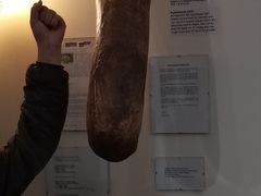 -冰岛阴茎博物馆