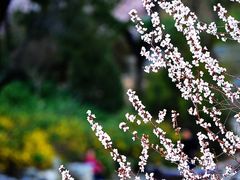 -北京西山国家森林公园