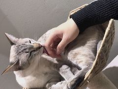 -藏猫猫咖啡主题馆(中央大道店)