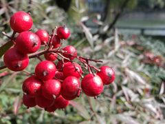 -苏州国际教育园