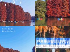 -上海海湾国家森林公园