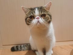 -瞄一喵猫咖(格力海岸店)