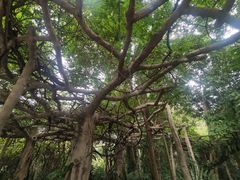-广西壮族自治区药用植物园