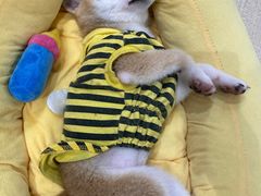 -逗柴咖啡屋·狗咖猫咖宠物桌游