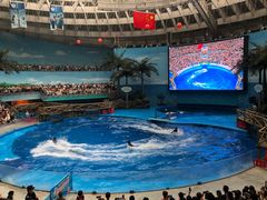 -海合安成都极地海洋公园