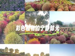 -春花秋色城市公园