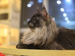 -柚子猫舍·精品猫舍购猫·猫咪认养·购宠·宠物店