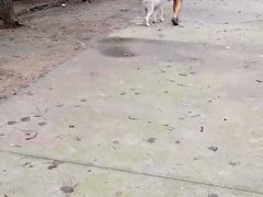 -如家宠物家庭式寄养训练