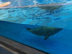 -芜湖新华联大白鲸海洋公园