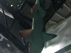 -悉尼海洋生物水族馆