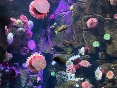 -瑞普利水族馆