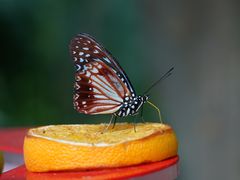 -上海动物园(地铁站)