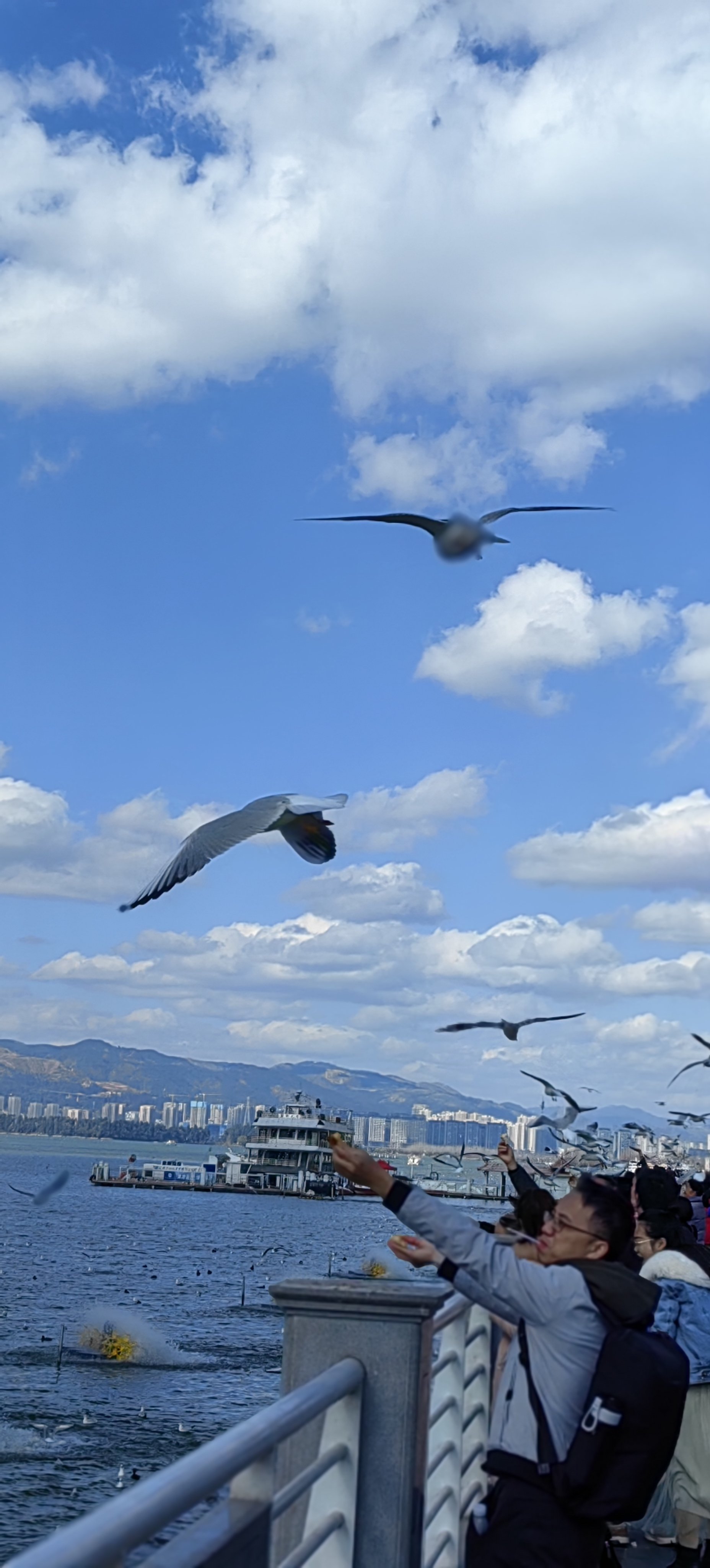 海埂大坝海鸥图片