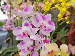-上海鲜花港