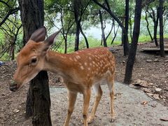 -大连森林动物园