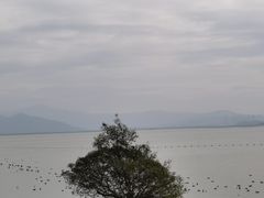 -深圳湾公园(南山区)