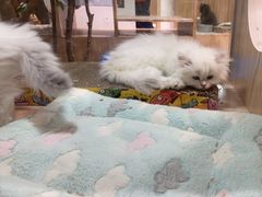 -屋虎猫馆(宝安大仟里店)