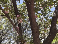 -洛阳市隋唐城遗址植物园