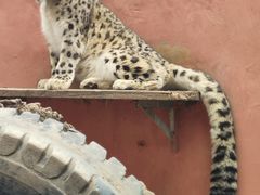 -青藏高原野生动物园