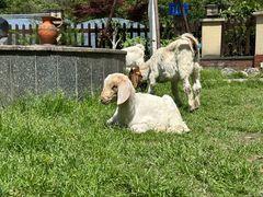 -洪湖家庭农场·团建·露营·会议