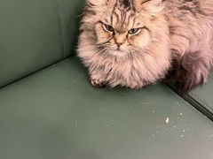 -安格丽娜·狗咖·猫咖羊驼咖(春熙路百盛商场店)